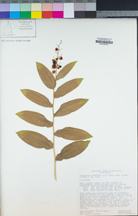 Maianthemum racemosum image