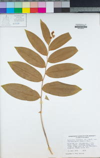 Maianthemum racemosum image