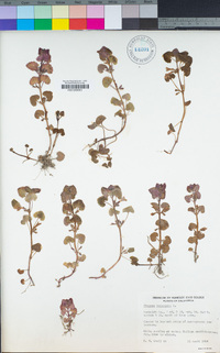 Glechoma hederacea image