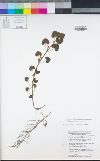 Glechoma hederacea image