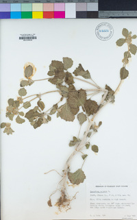 Marrubium vulgare image