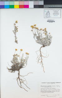 Eriophyllum lanatum image