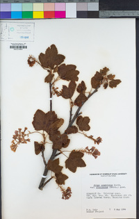 Ribes sanguineum var. glutinosum image