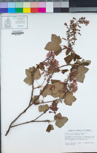 Ribes sanguineum image