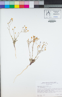 Gilia cana subsp. speciformis image