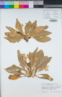 Taraxia ovata image