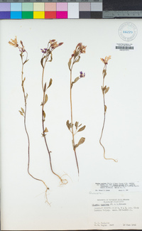 Clarkia concinna image