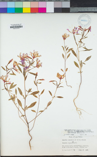 Clarkia concinna subsp. concinna image