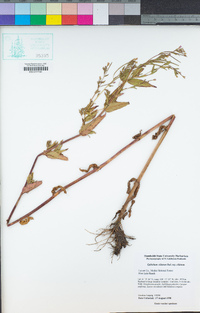 Epilobium ciliatum image