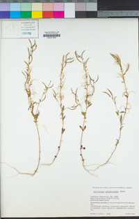 Epilobium glaberrimum image