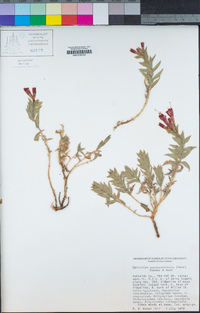 Epilobium septentrionale image