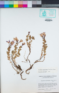 Epilobium siskiyouense image