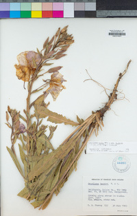 Oenothera elata image