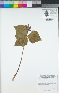 Trillium ovatum subsp. ovatum image