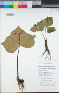 Trillium ovatum image