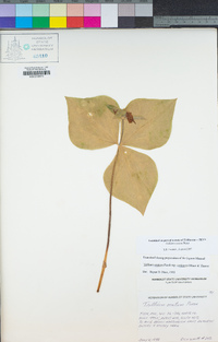 Trillium ovatum image