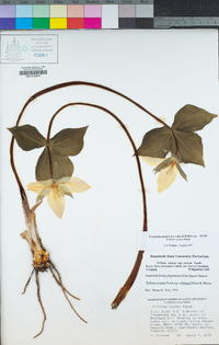 Trillium ovatum image