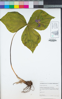 Trillium ovatum image