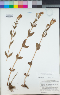 Erythranthe lewisii image