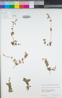 Erythranthe moschata image