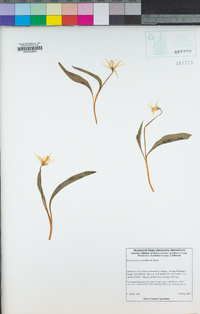 Erythronium grandiflorum image