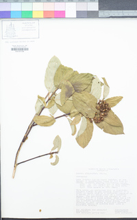 Cornus sericea subsp. sericea image