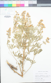 Lupinus adsurgens image