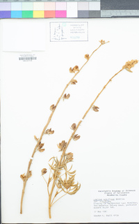 Lupinus albifrons var. albifrons image