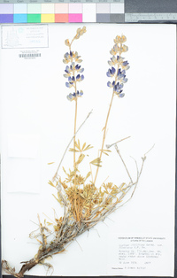 Lupinus albifrons var. collinus image