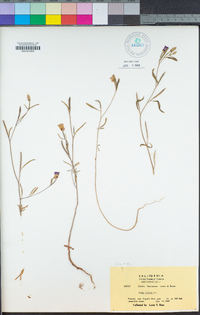 Clarkia franciscana image