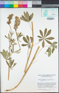 Lupinus latifolius var. latifolius image