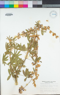 Lupinus longifolius image