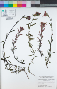 Castilleja affinis image