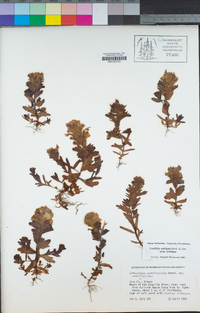 Castilleja ambigua subsp. ambigua image