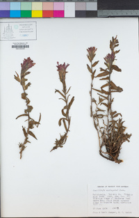 Castilleja applegatei image