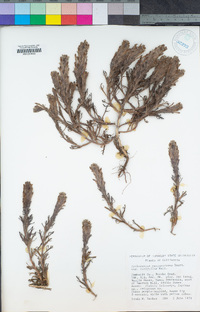 Castilleja exserta subsp. latifolia image