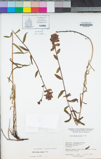 Castilleja miniata subsp. elata image