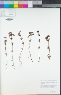 Collinsia grandiflora image