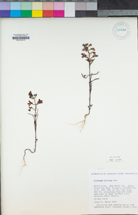 Collinsia linearis image