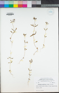 Collinsia parviflora image