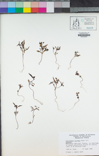 Collinsia torreyi image