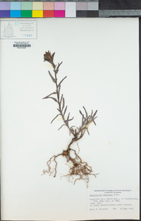 Castilleja pruinosa image