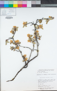 Amelanchier alnifolia var. semiintegrifolia image