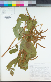 Aruncus dioicus var. acuminatus image