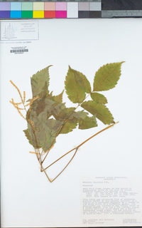 Aruncus dioicus var. acuminatus image