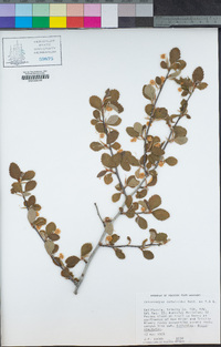 Cercocarpus betuloides var. betuloides image