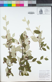 Cotoneaster franchetii image