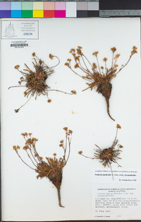 Ivesia lycopodioides var. lycopodioides image