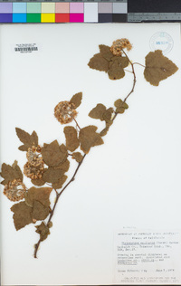 Physocarpus capitatus image