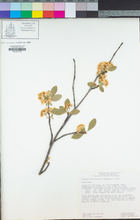 Prunus emarginata image
